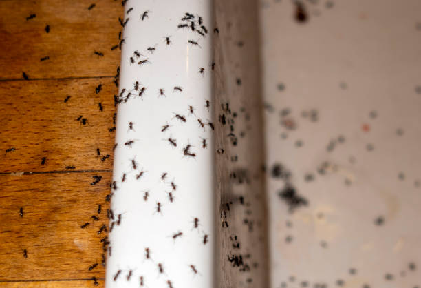 Best Mosquito Control Services  in Lodi, OH