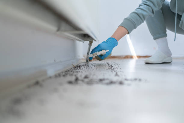 Best Insect Control  in Lodi, OH